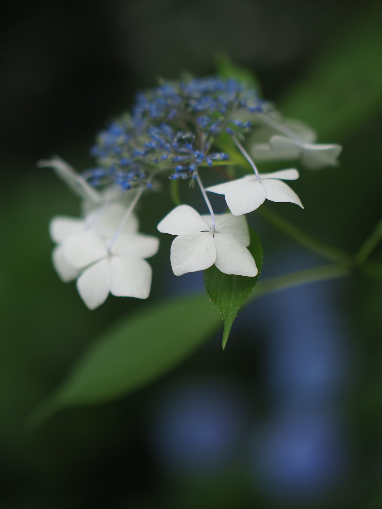 花灯り
