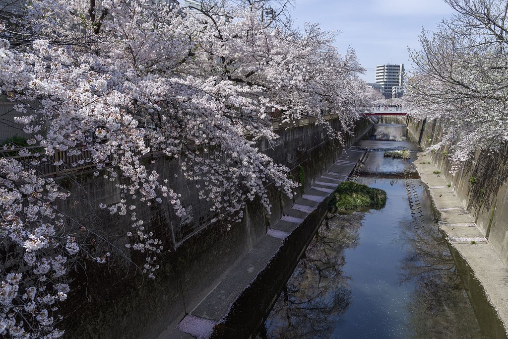 桜三昧