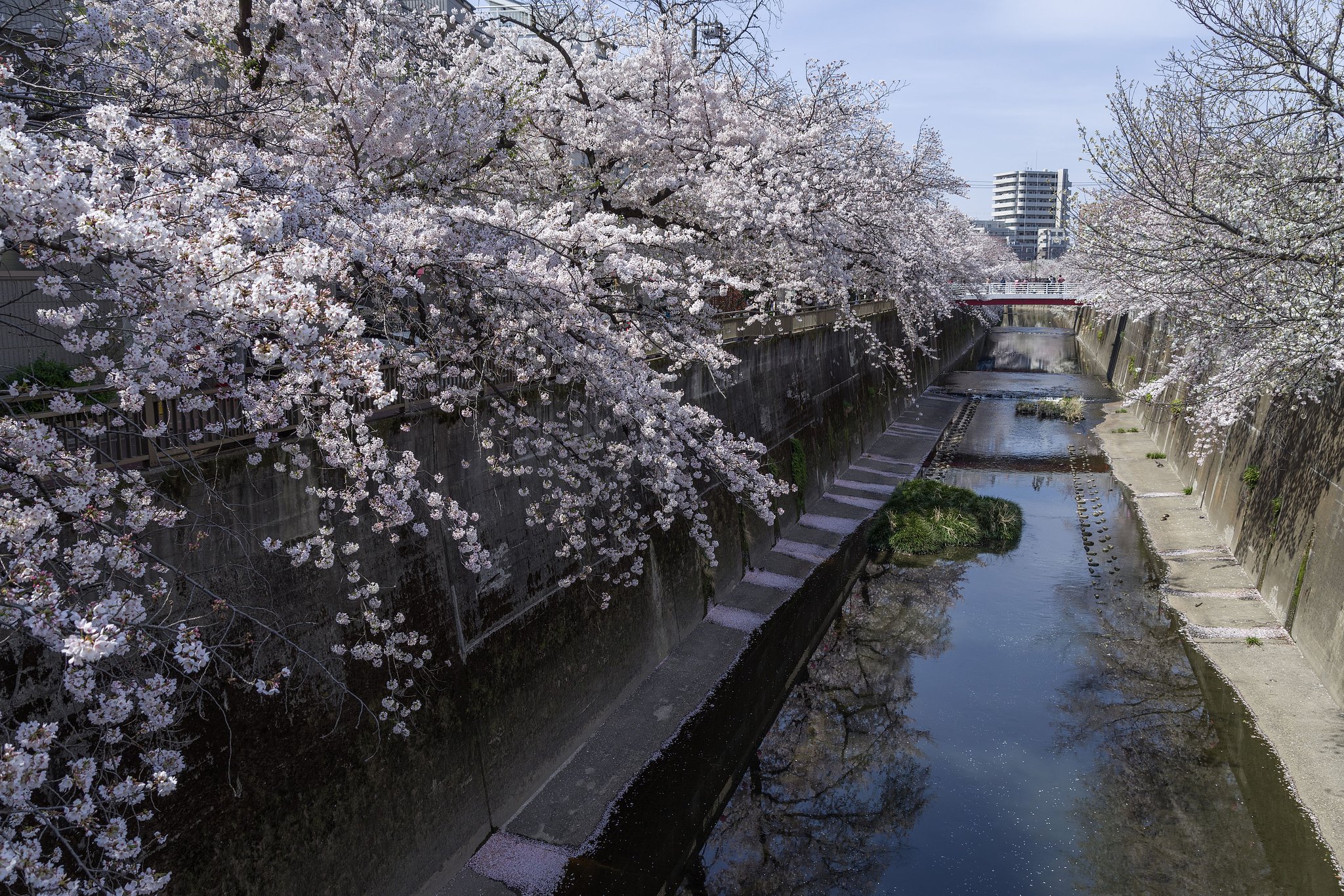 桜三昧