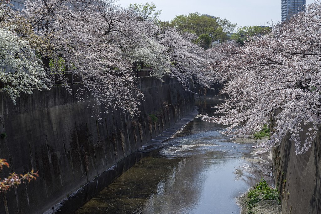 さくら、さくら