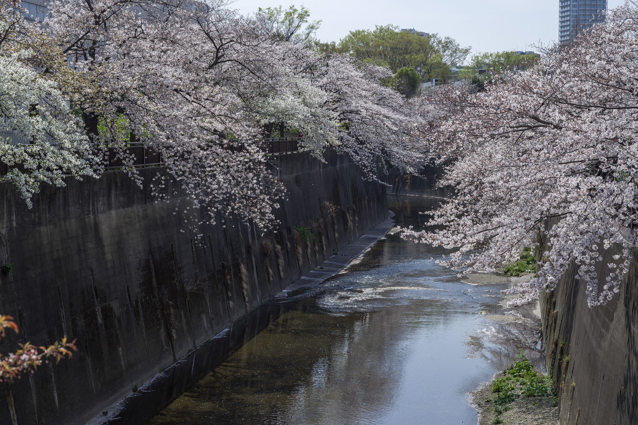 さくら、さくら