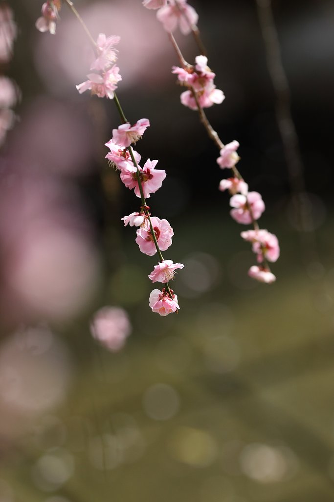 わが流法は玉ボケ・花筏