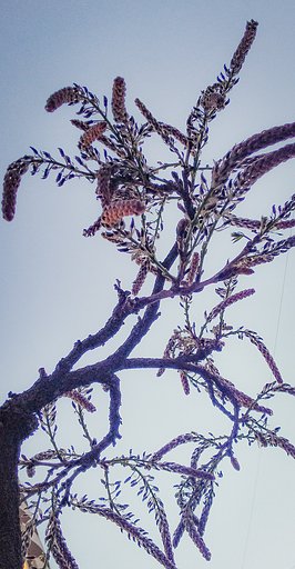 【春景色】藤花芽の今朝