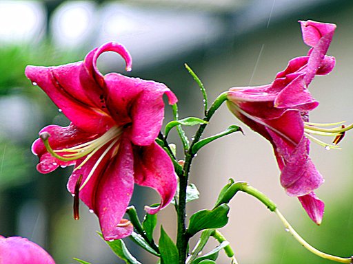 Tamron  LD  28-300mm-F3.5-6.3 Macro