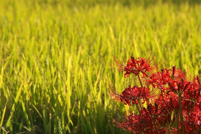 夕日を背に彼岸花