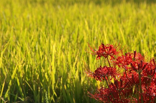 夕日を背に彼岸花