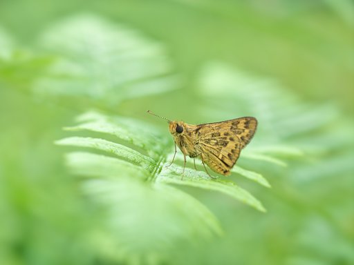 ボケの中に