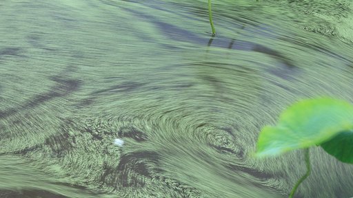 ハス田の流れ