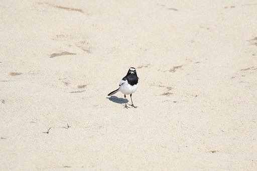 セグロセキレイがむばる