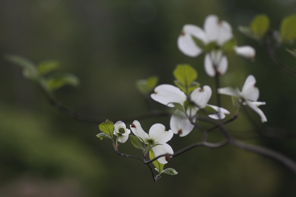 Tamron 90mm f2.8 macro 172E