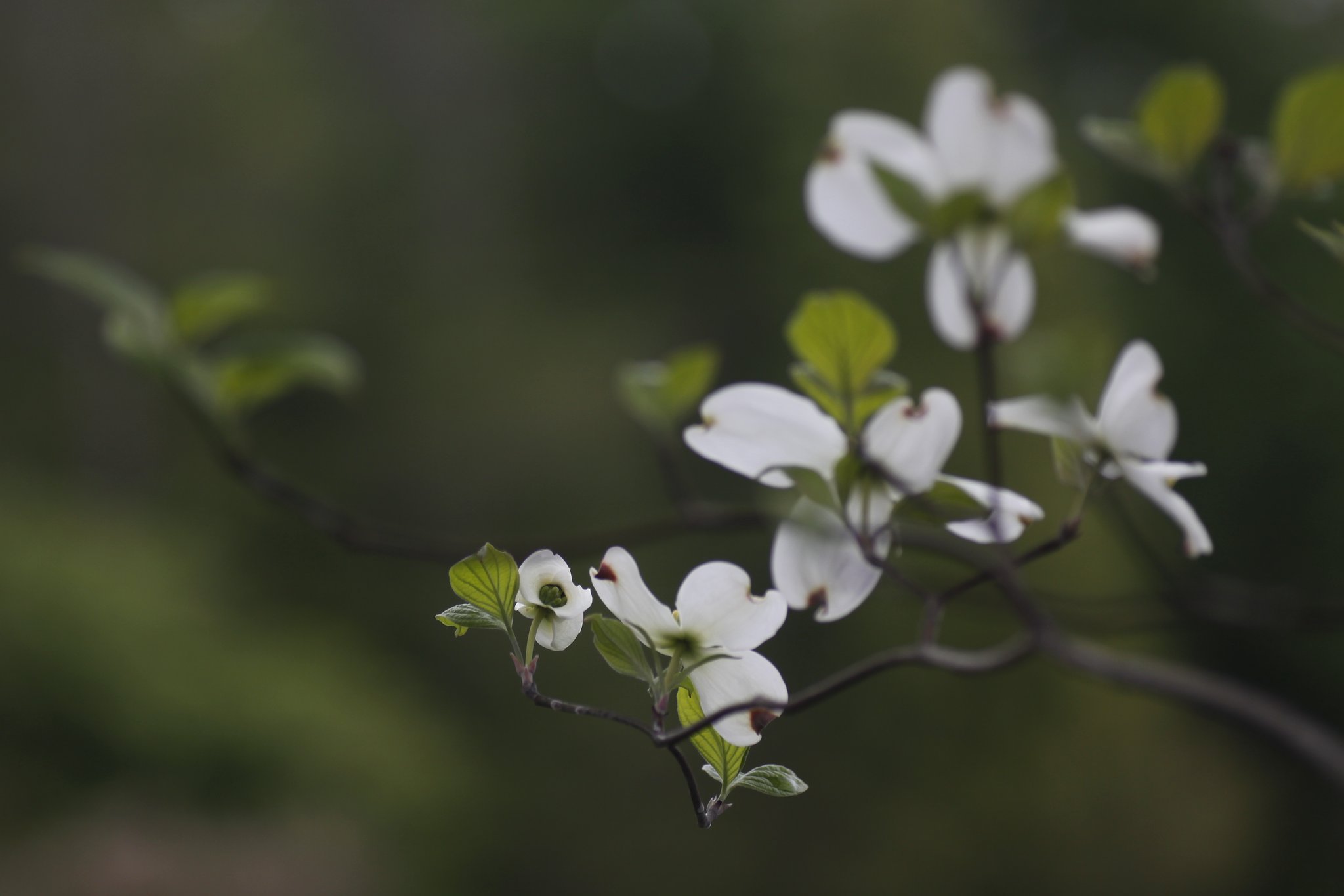 Tamron 90mm f2.8 macro 172E