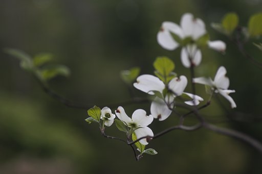 Tamron 90mm f2.8 macro 172E