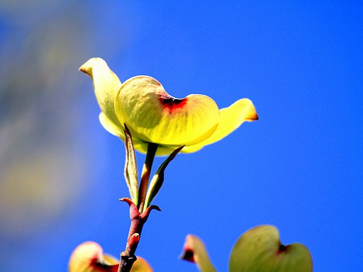 Canon EF100-300mmF5.6L