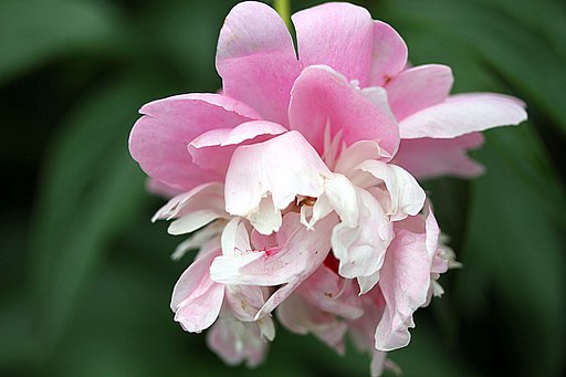 Canon EF-S60mmF2.8macro