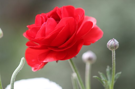 小さなアネモネの花