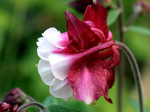 西洋オダマキの花をUP