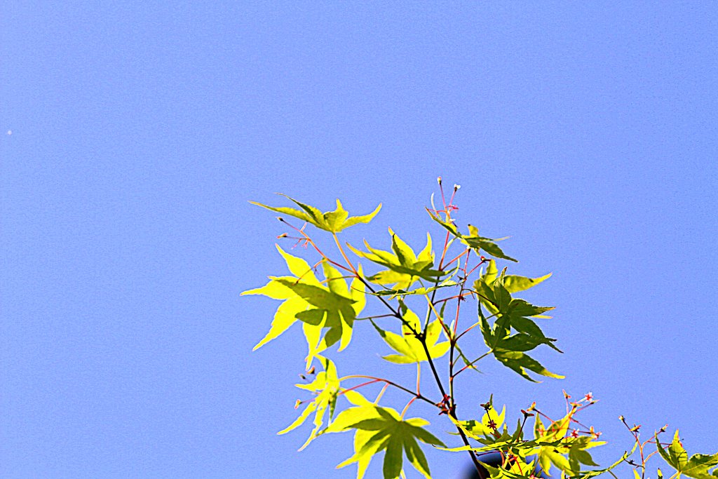 【どこでも空】モミジの葉