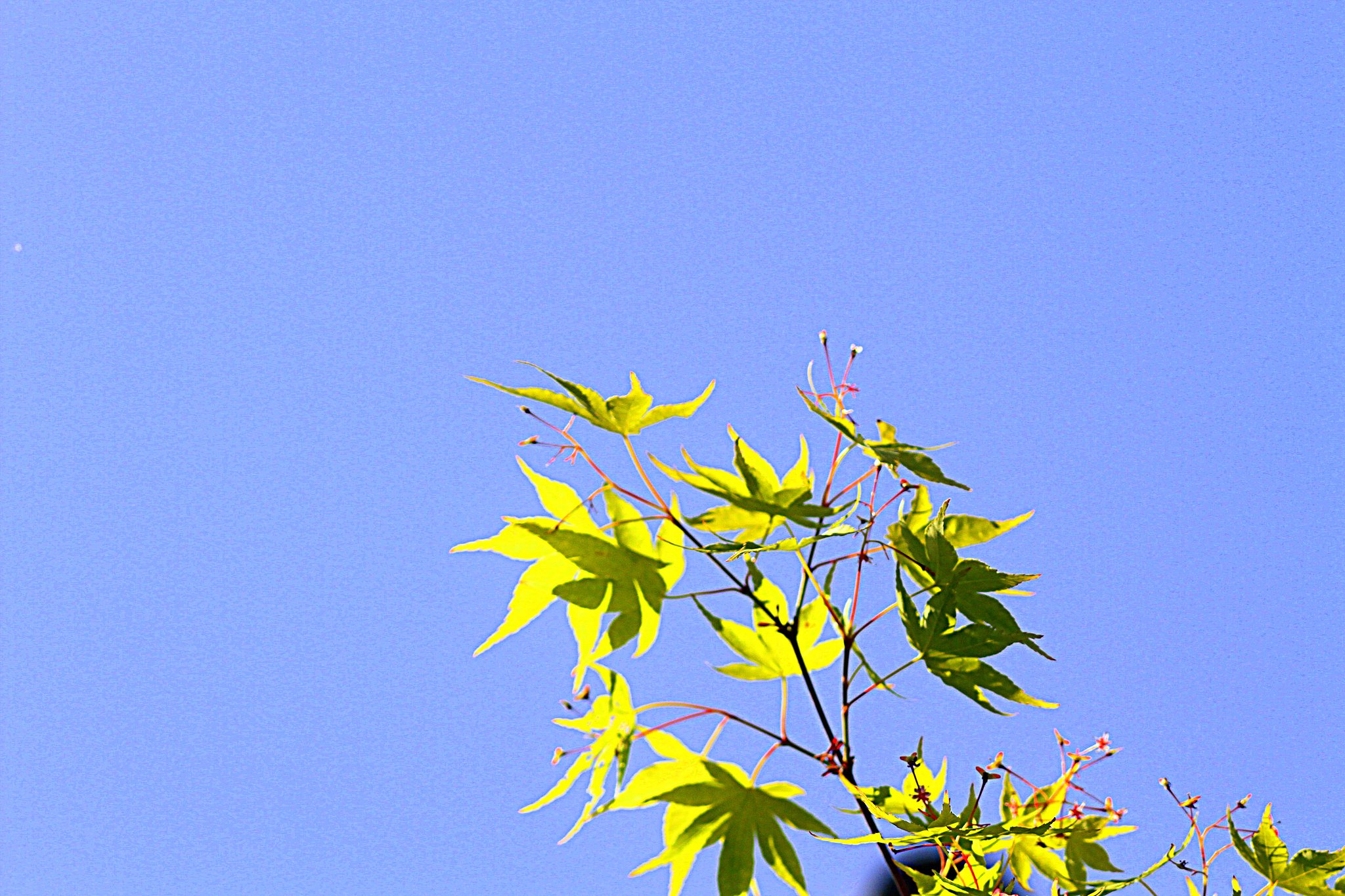 【どこでも空】モミジの葉
