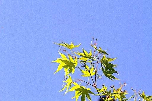 【どこでも空】モミジの葉