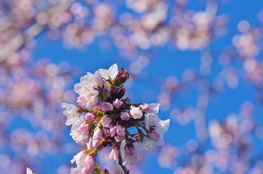 桜ほころぶ