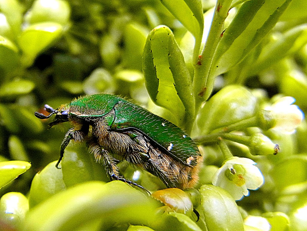 【生き物景色】アオハナムグリのUP
