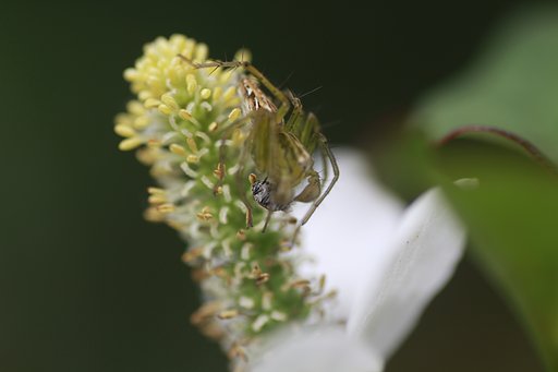 Tamron 90mm f2.8 macro 172E