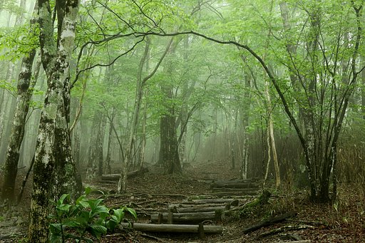 緑霧の登山道