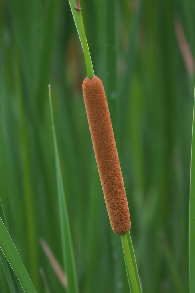 🌭