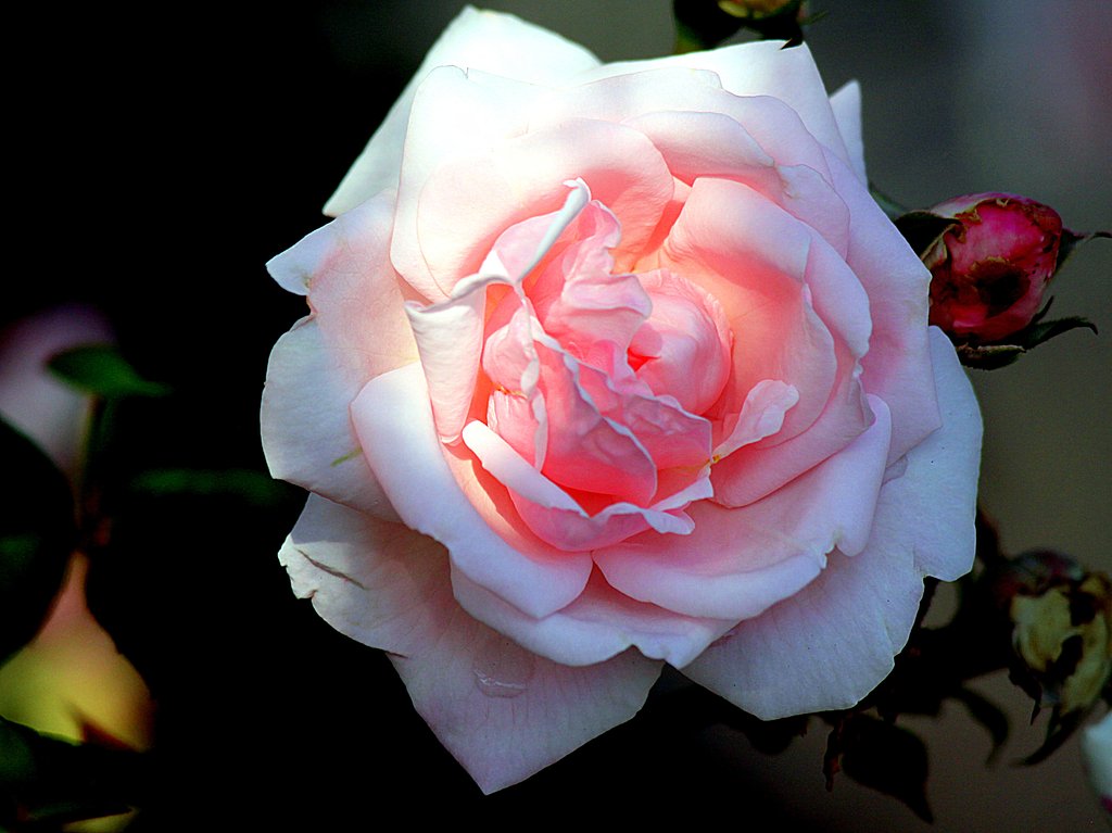 バラの花UP