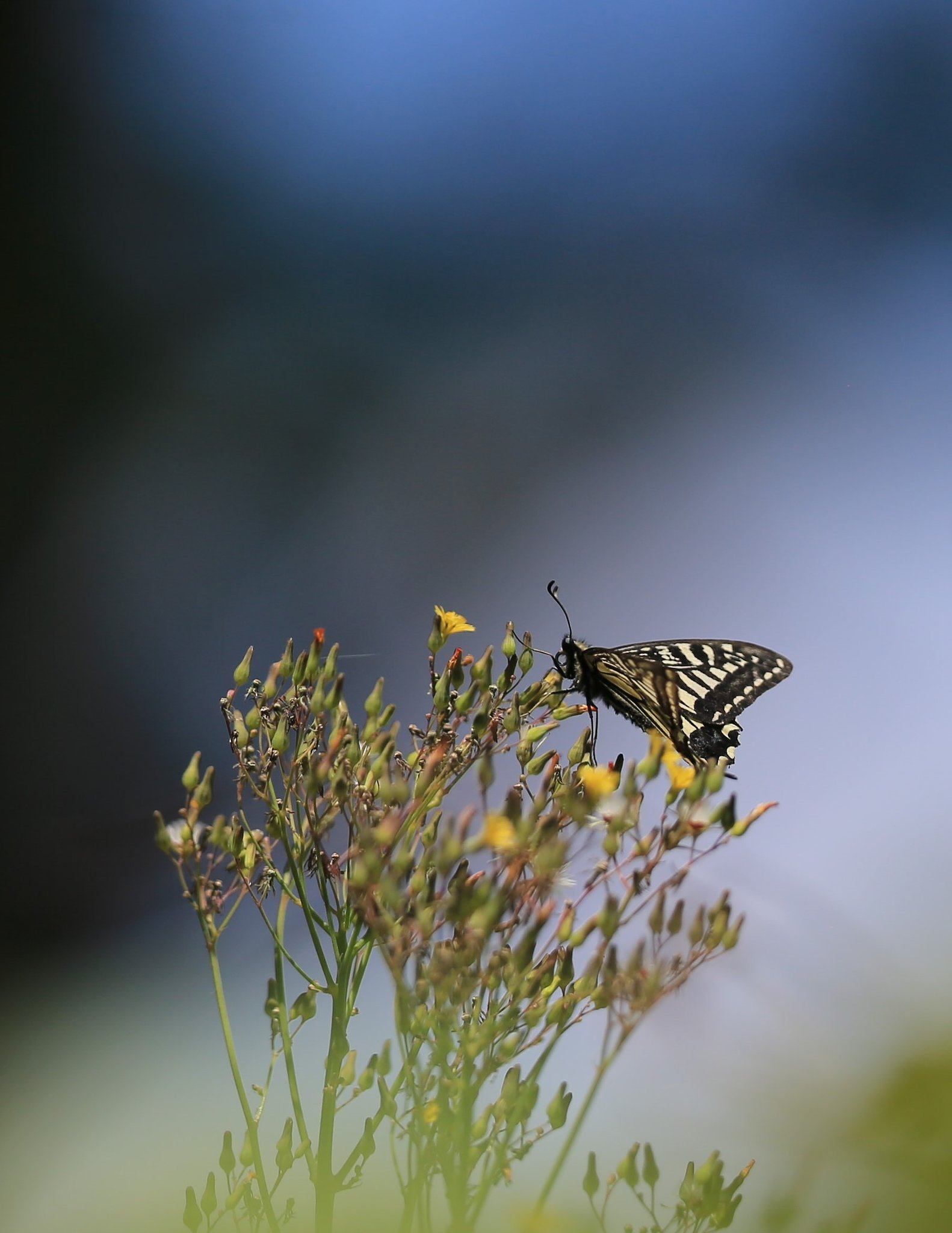【生き物景色】蜜、あるかい？