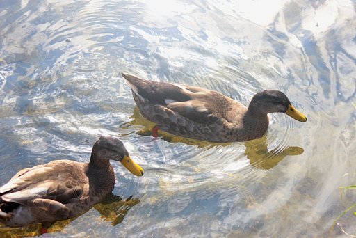 【野鳥のいる風景】6月のお題です。