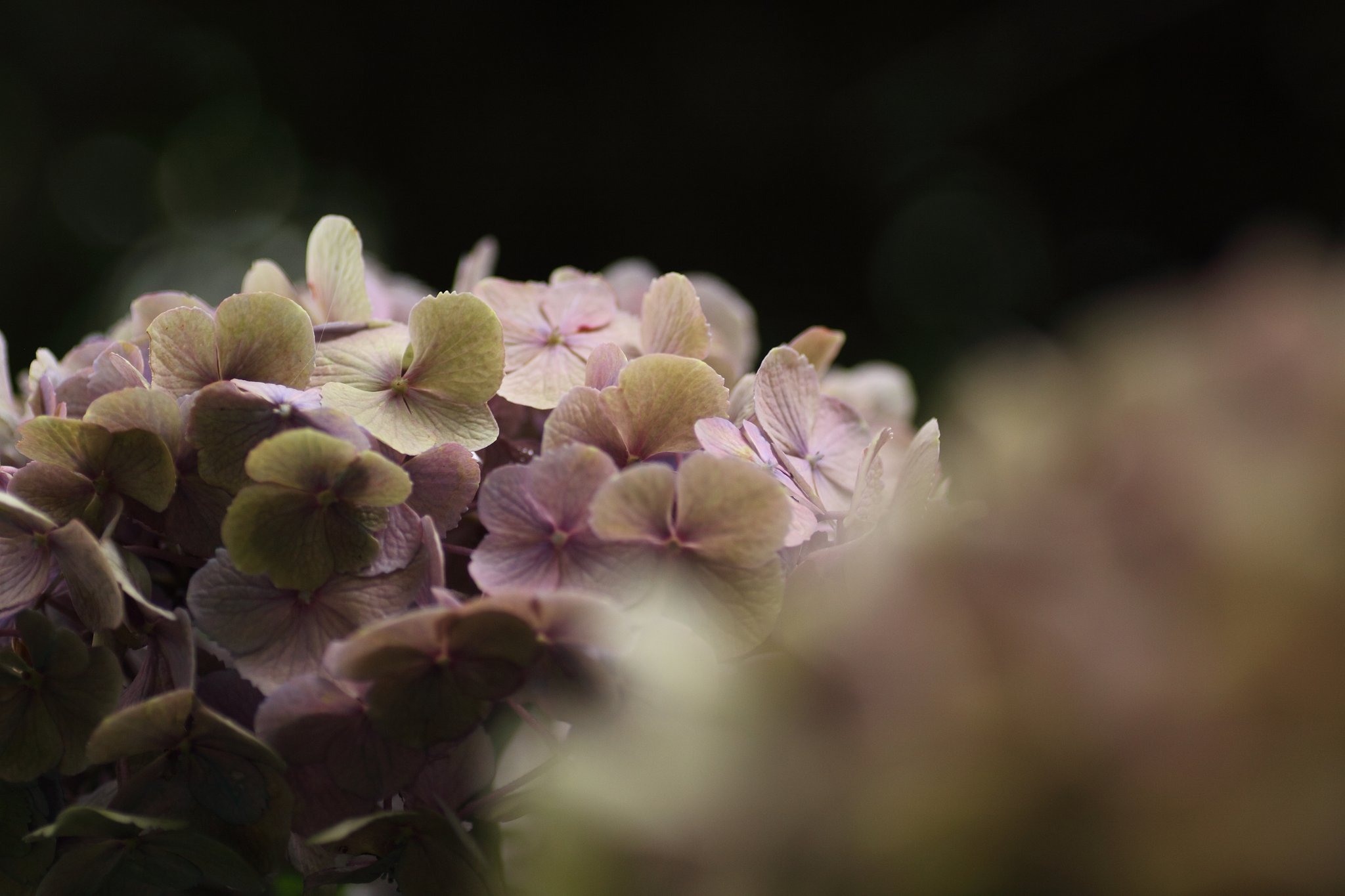 Tamron 90mm f2.8 macro 172E
