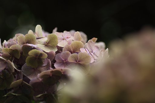 Tamron 90mm f2.8 macro 172E