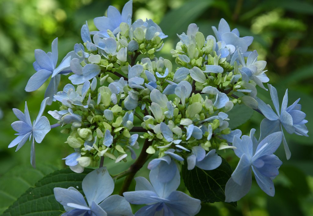 紫陽花（すみだの花火）