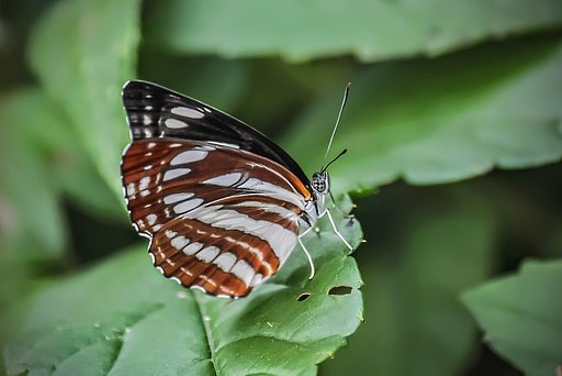 【生き物景色】翅を立てたら