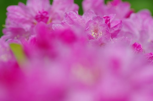 花の中の花