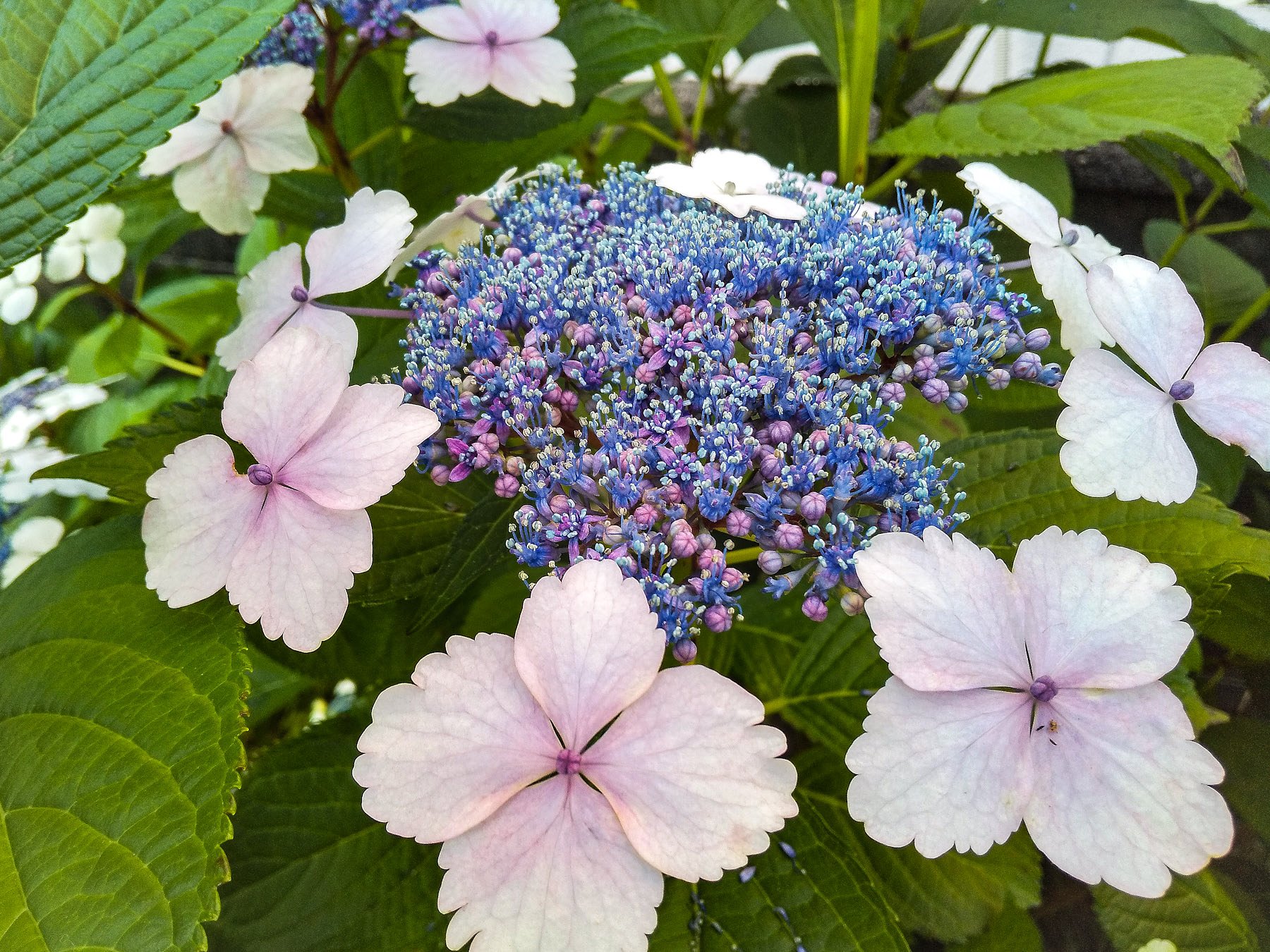 ガクアジサイの装飾花