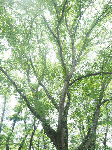 緑が降り注ぐ