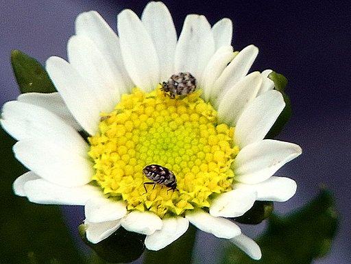 【生き物景色】小さな花の中に虫が・・