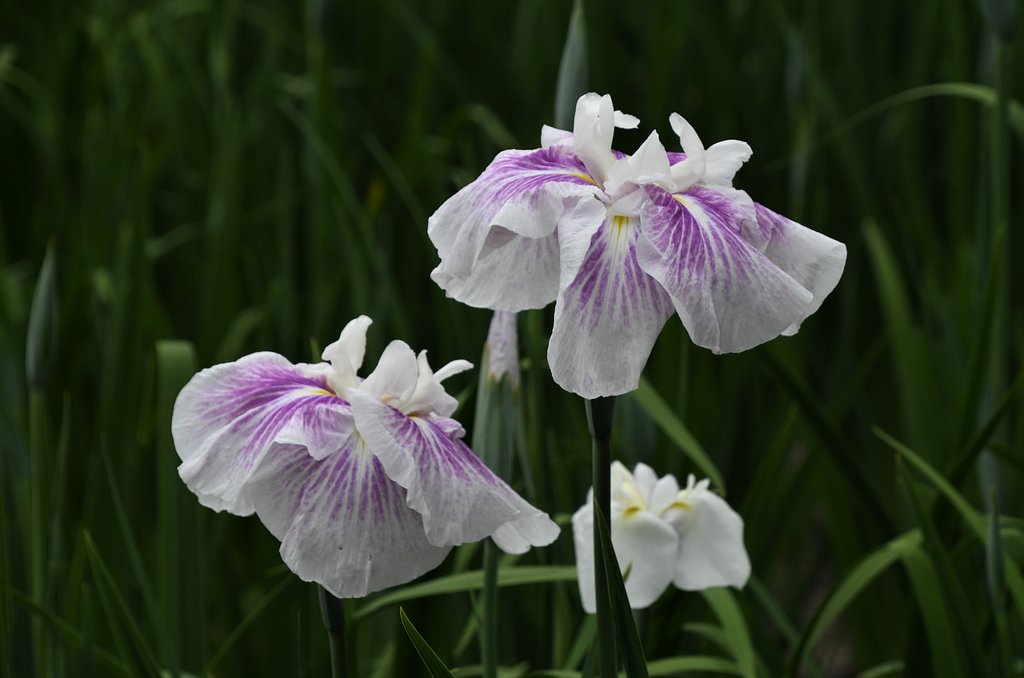 菖蒲