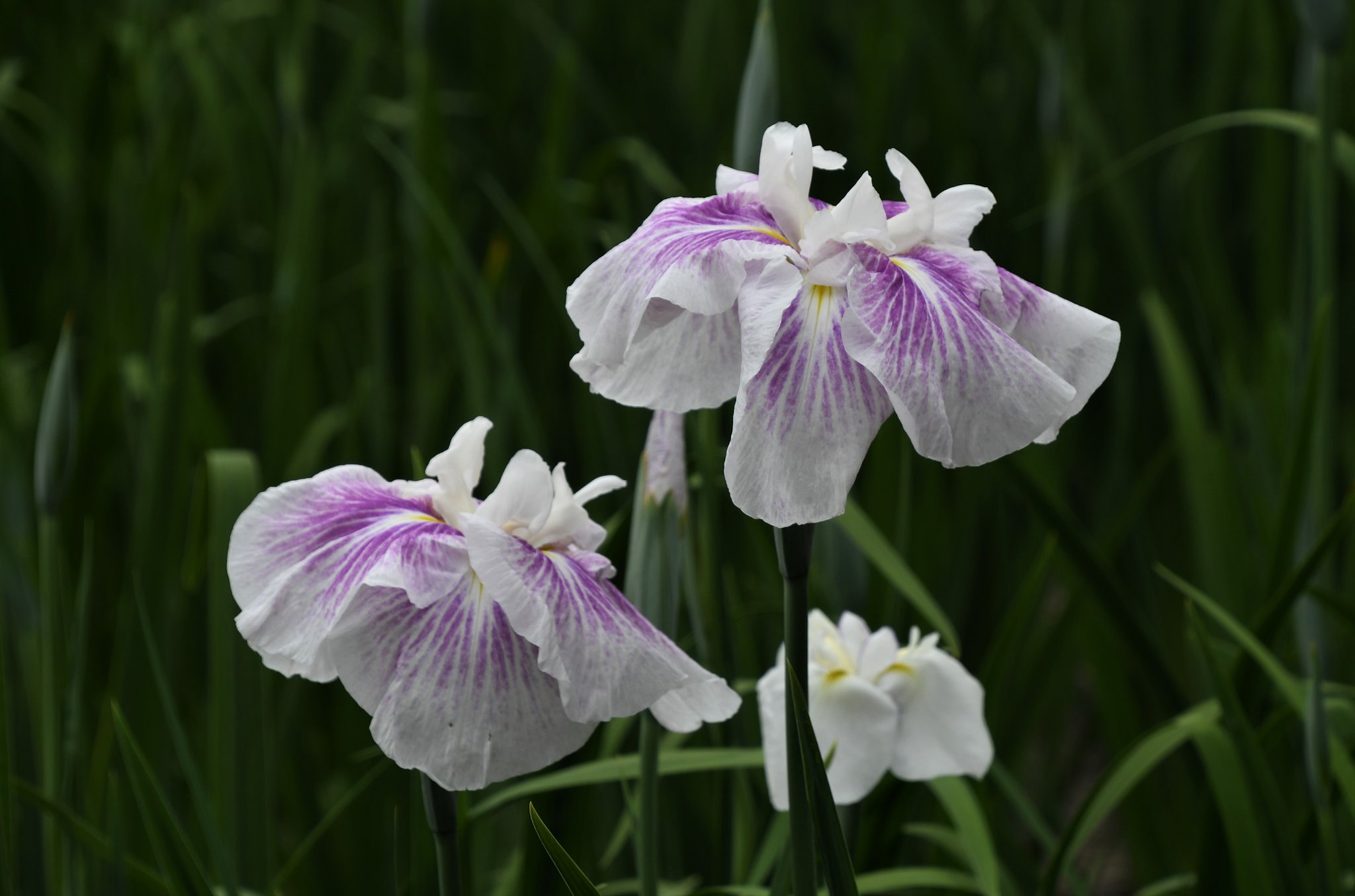 菖蒲