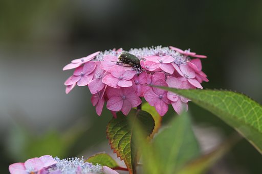 アジサイにハナムグリが・・