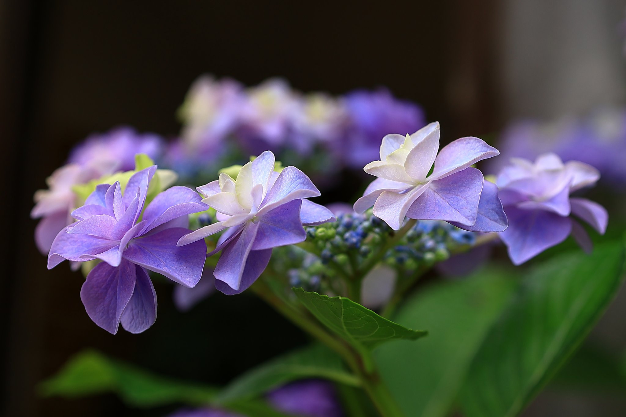 紫陽花