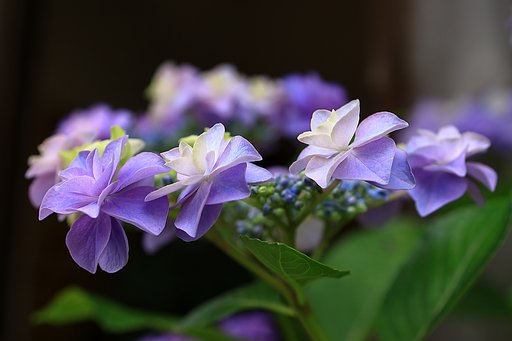 紫陽花