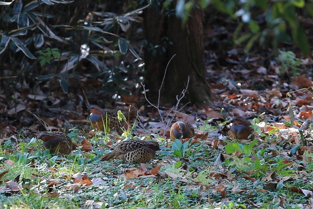 【野鳥のいる風景】コジュケイ家族