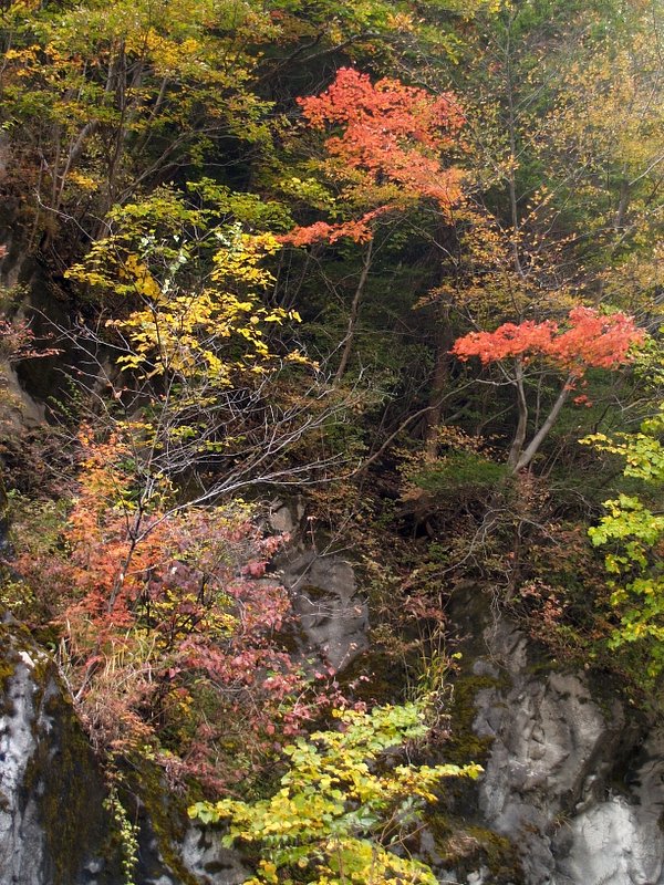 国道沿いの紅葉