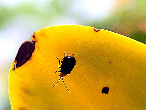 【生き物景色】小さな虫