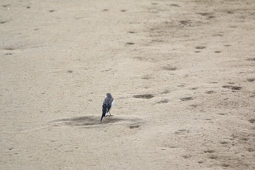 トラクターは人気者