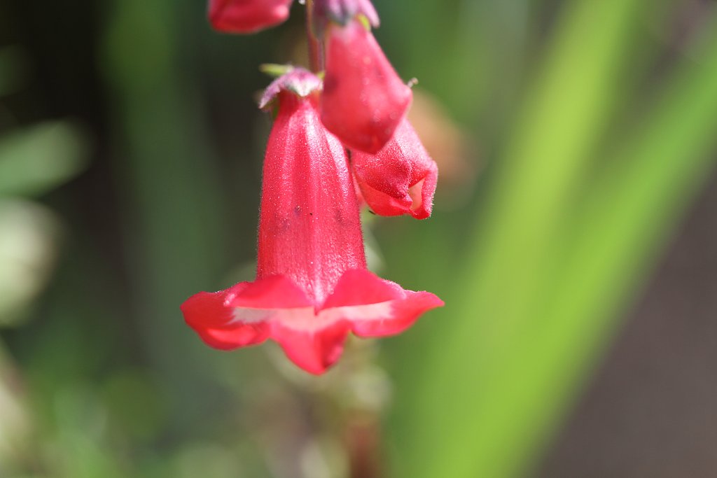 Canon EF-S60mmF2.8macro