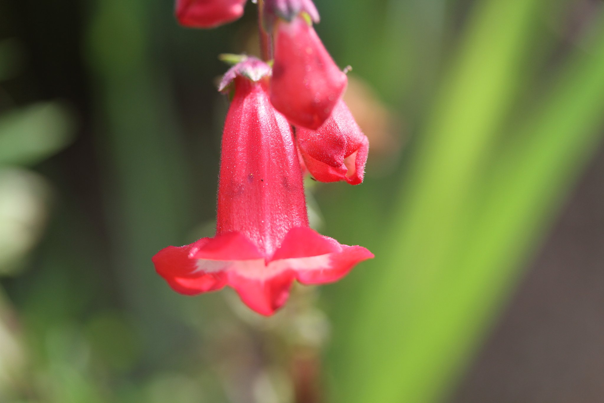 Canon EF-S60mmF2.8macro